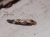 Mompha sp.
